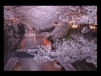 桜　夜桜　目黒川
