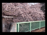 桜　面影橋から江戸川橋
