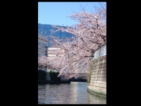 桜　船めぐり　目黒川